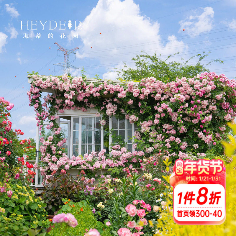 海蒂的花园 苹果花爬藤月季藤本春季花量大庭院露台花卉盆栽花苗,鲜花速递/花卉仿真/绿植园艺,月季/蔷薇/玫瑰,淘宝优惠券,粉丝福利购,淘宝优惠卷