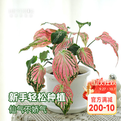 彩叶芋盆栽苗粉色飞溅桌面绿植