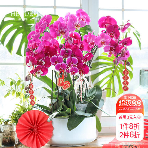 带花苞蝴蝶兰海蒂的花园