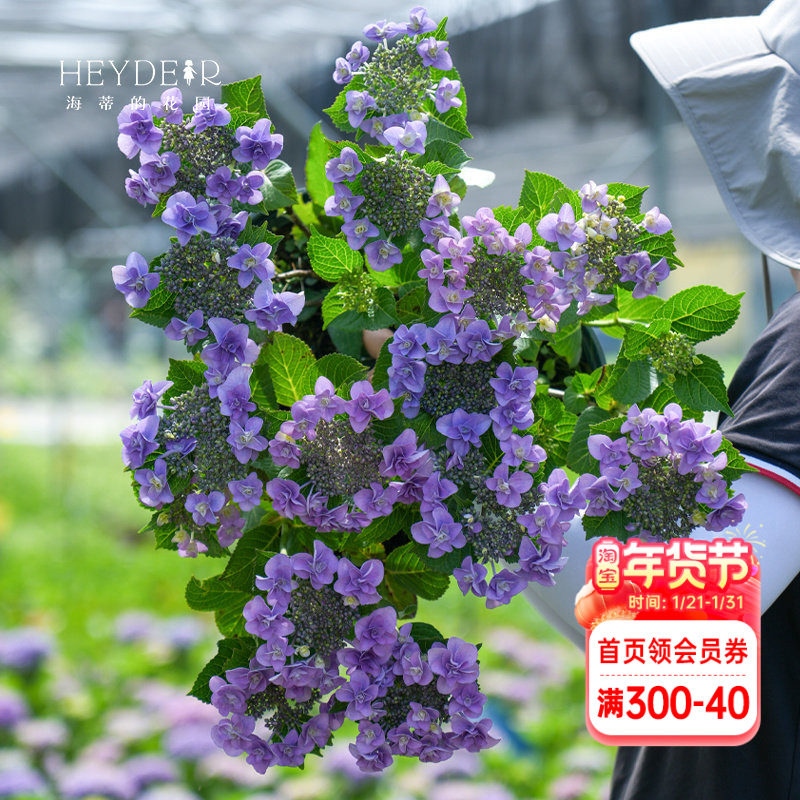 海蒂的花园绣球花苗妖精之瞳大花重瓣可调蓝阳台庭院植物花卉盆栽,鲜花速递/花卉仿真/绿植园艺,绣球/木绣球/木本植物,淘宝优惠券,粉丝福利购,淘宝优惠卷