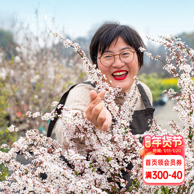 海蒂的花园喷雪花雪柳盆栽锦带绣黄金喷泉线菊溲疏小手球耐寒花卉,鲜花速递/花卉仿真/绿植园艺,观叶 /花灌木,淘宝优惠券,粉丝福利购,淘宝优惠卷