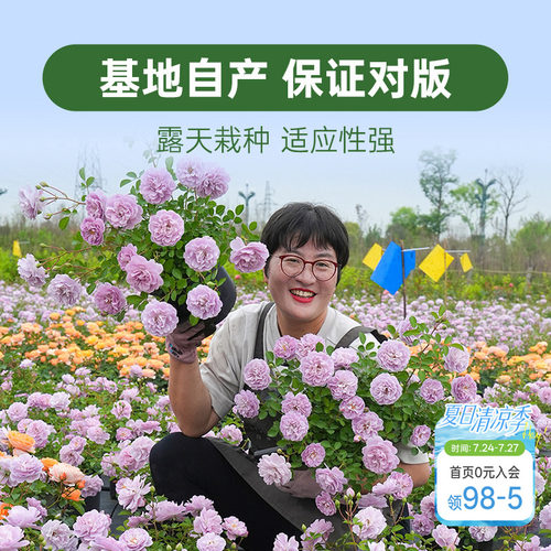 海蒂的花园月季花苗盆栽小苗爬藤玫瑰果汁阳台地栽花苗