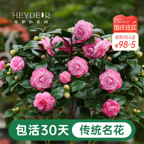 海蒂的花园茶花盆栽好养花卉庭院