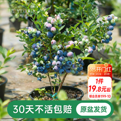 海蒂的花园成都总店蓝莓树果苗盆栽阳台庭院地栽保证对版海妈推荐