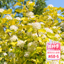 海蒂 花园金叶风箱果观叶观花阳台庭院园林造景花园灌木花卉盆栽