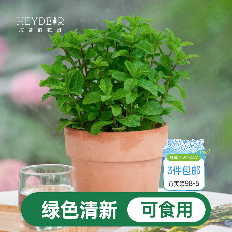 海蒂的花园薄荷盆栽苗可食用绿植好养猫眼柠檬香茅草迷迭香海妈家