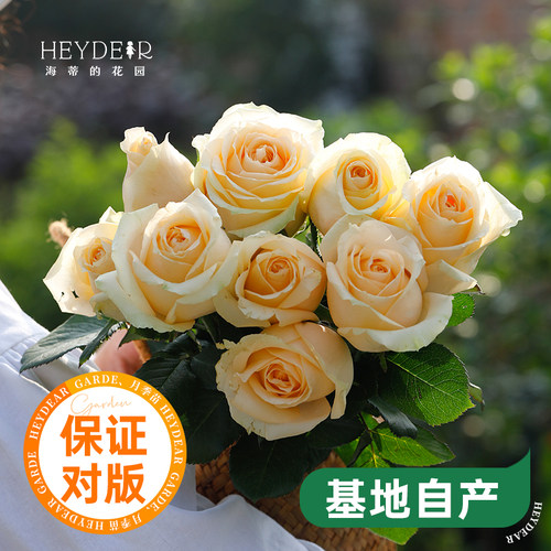 海蒂的花园蜜桃雪山直立月季