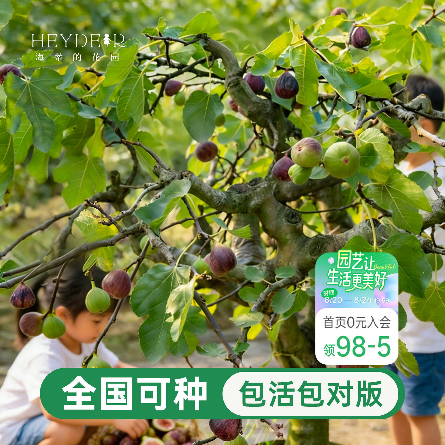 海蒂的花园无花果树果苗盆栽当年结果南北方可种大果布兰瑞克耐寒