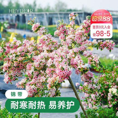海蒂的花园花叶锦带春天爆花灌木