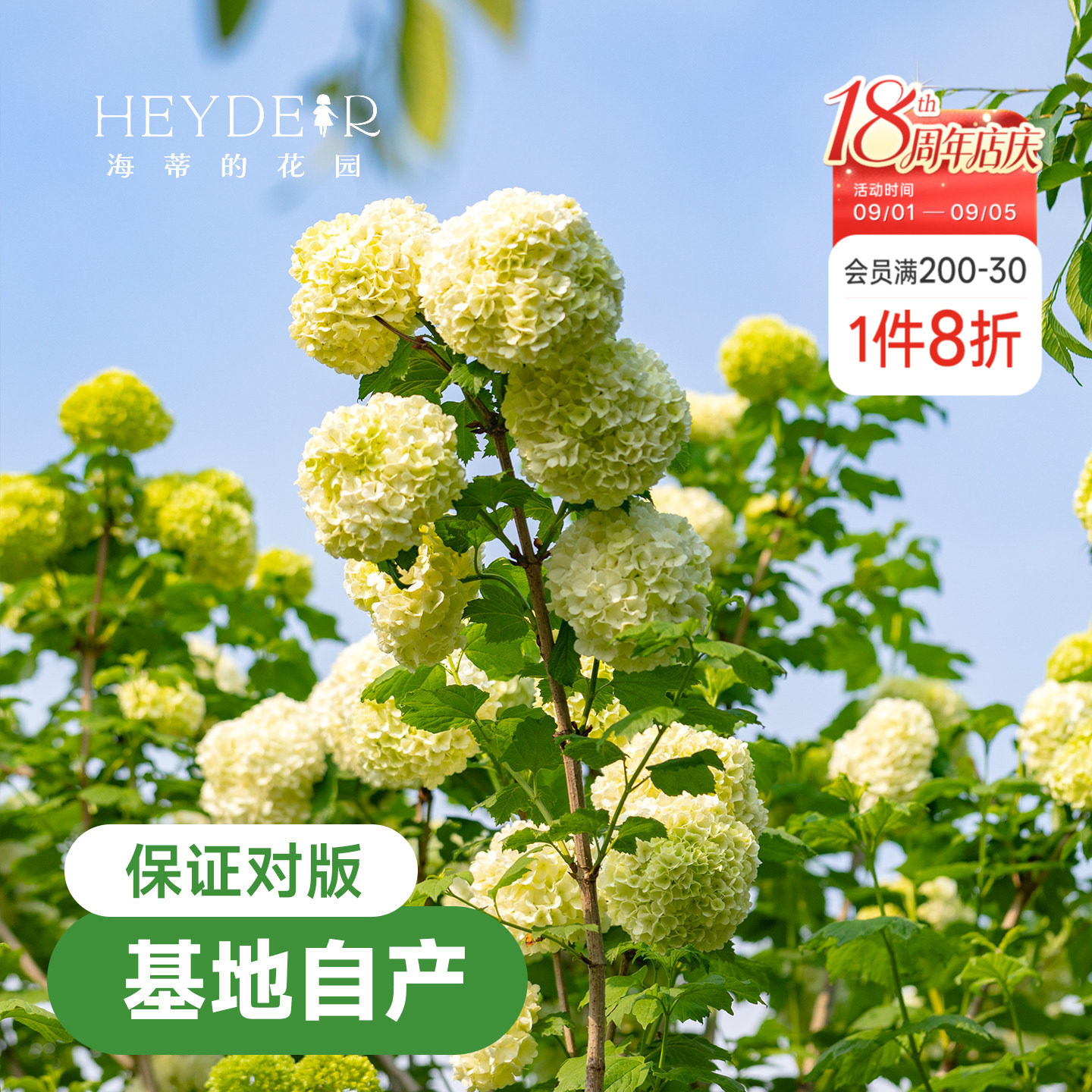海蒂欧洲绣球花苗玫瑰庭院图片