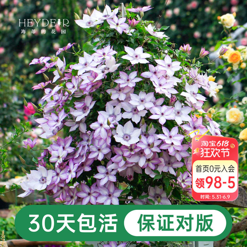 海蒂的花园铁线莲盆栽苗乌托邦倒影银币铃铛爬藤栅栏阳台花卉海妈