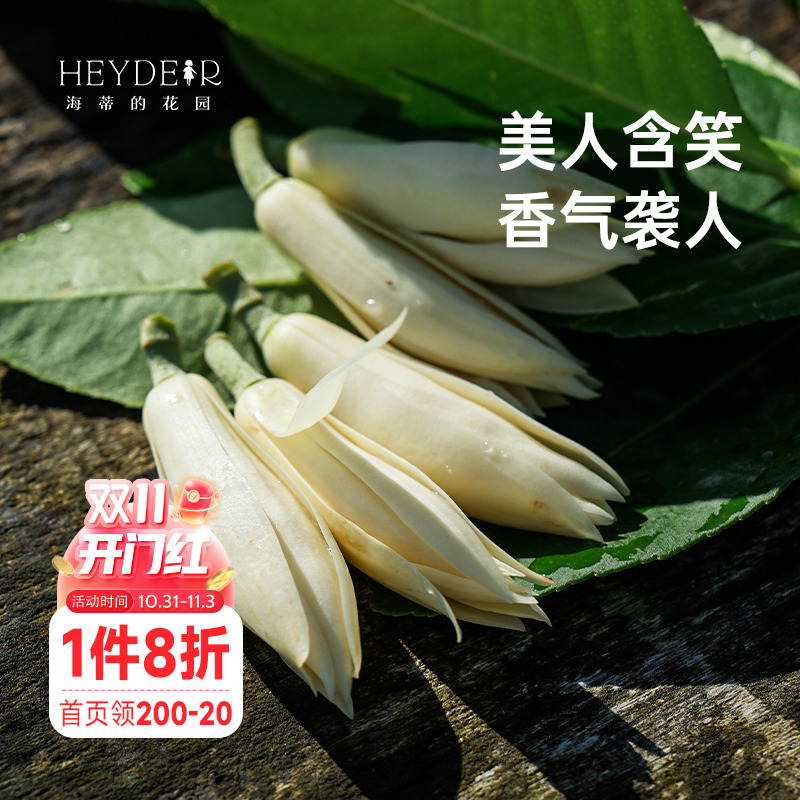 海蒂的花园黄葛兰黄角兰白兰花四川本土植物耐热香味花卉树苗盆栽