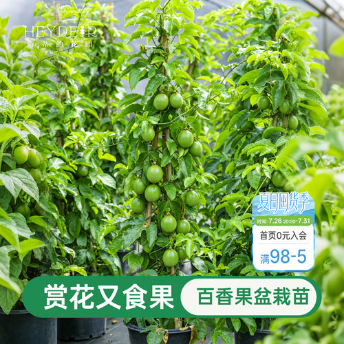 海蒂的花园百香果果苗观花观果