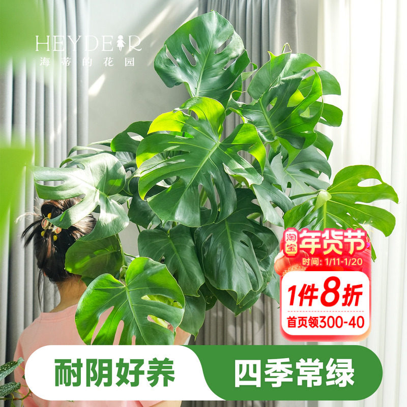 海蒂的花园龟背竹盆栽洒金室内水培绿植观叶植物海妈推荐成都总店,鲜花速递/花卉仿真/绿植园艺,绿植,淘宝优惠券,粉丝福利购,淘宝优惠卷