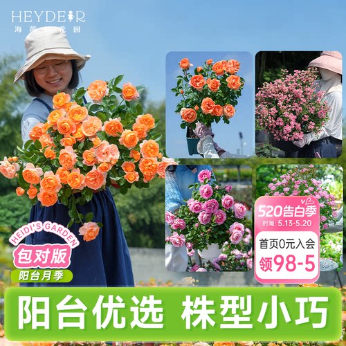 海蒂的花园蓝莓树果苗盆栽南方北方带阳台庭院地栽果蔬苗海妈家