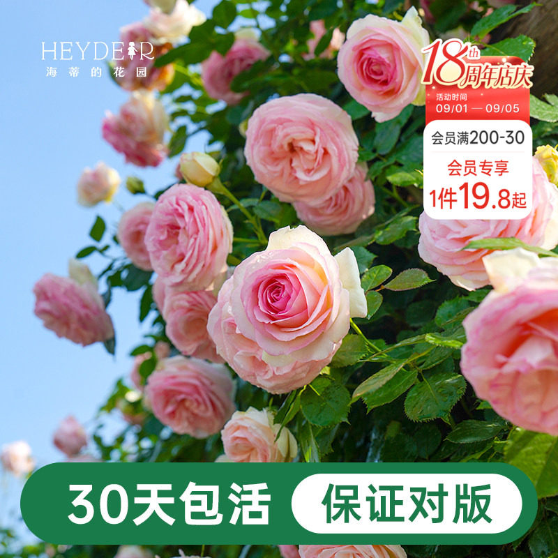 海蒂的花园月季花苗粉色龙沙宝石图片