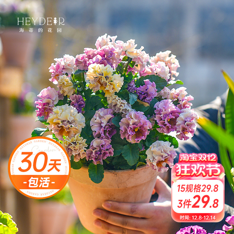 角堇冬春阳台盆栽花卉