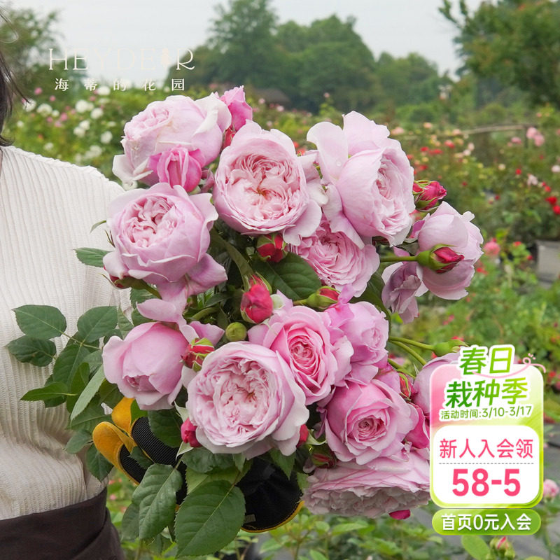 海蒂的花园自由精神奥斯汀月季爬拱门浓香包子长势强健花卉盆栽苗