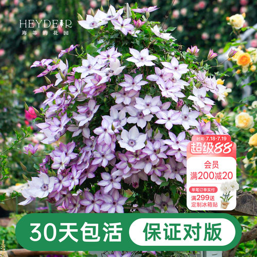 海蒂的花园铁线莲阳台爬藤乌托邦