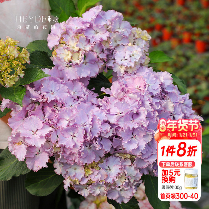 海蒂的花园莱昂大花绣球花苗阳台庭院多年生可调色花卉植物盆栽苗,鲜花速递/花卉仿真/绿植园艺,绣球/木绣球/木本植物,淘宝优惠券,粉丝福利购,淘宝优惠卷