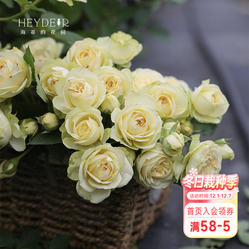 海蒂的花园奶油龙沙单朵花期长