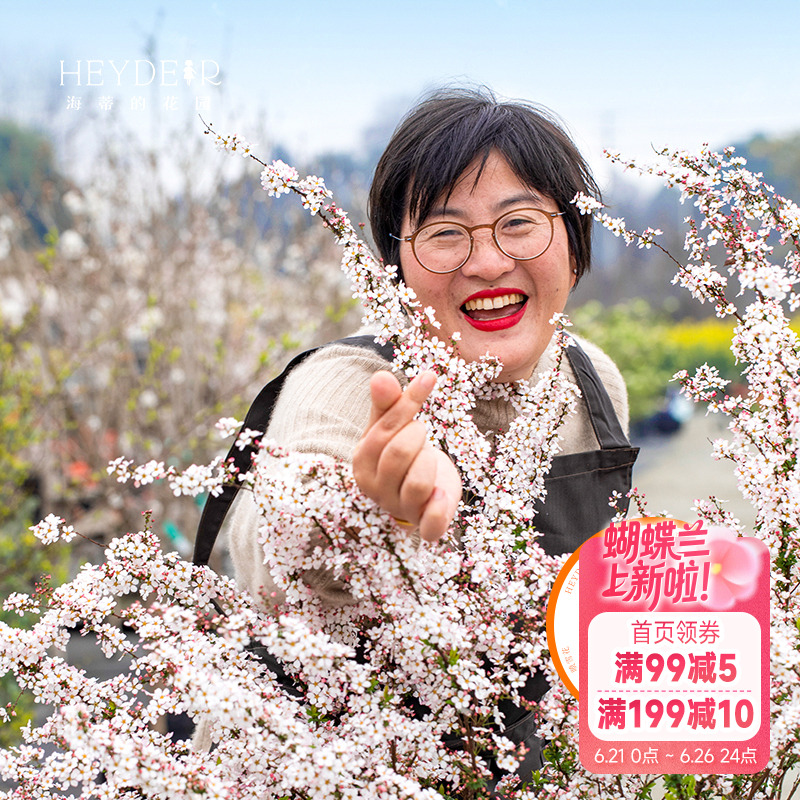 海蒂的花园喷雪花雪柳盆栽锦带绣黄金喷泉线菊溲疏小手球耐寒花卉-封面
