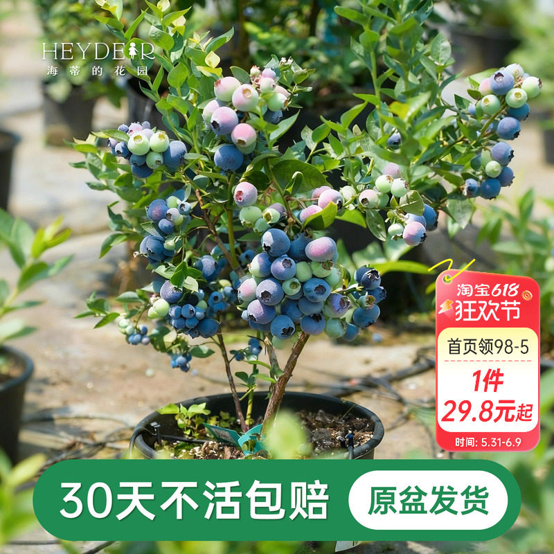 海蒂的花园成都总店蓝莓树果苗盆栽阳台庭院地栽保证对版海妈推荐