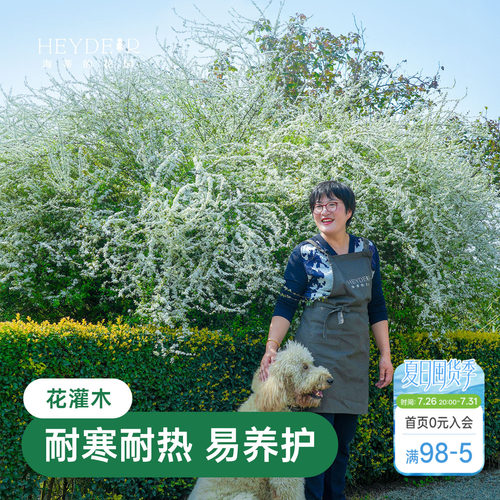 海蒂的花园雪柳鲜枝喷雪花树苗黄金喷泉绣线菊耐寒耐冻灌木植物