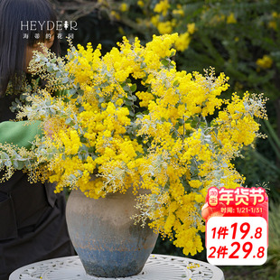 海蒂的花园银叶金合欢观叶观花植物庭院园林造景乔木冬春花卉盆栽