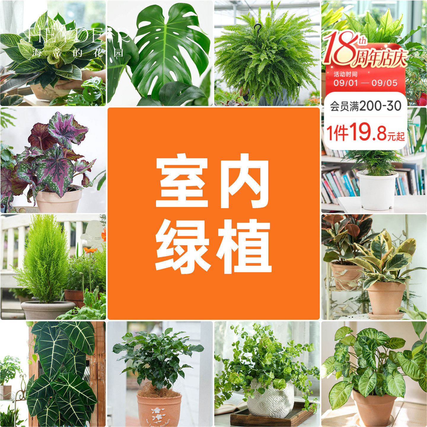 海蒂的花园室内绿植铂金钻龟背竹盆栽室内客厅桌面办公室观叶植物图片
