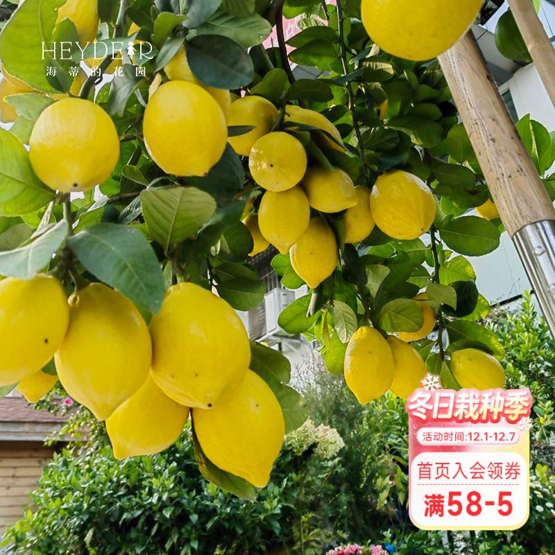 海蒂的花园香水柠檬家庭好养
