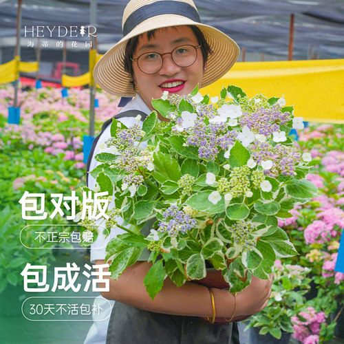 海蒂的花园银边绣球观叶观花耐阴