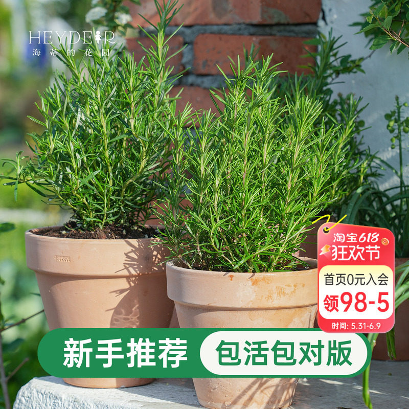 海蒂的花园迷迭香盆栽可食用室内绿植桌面阳台庭院老桩植物种植苗