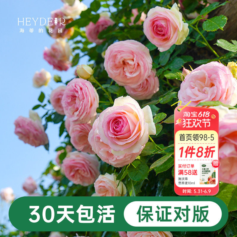 海蒂的花园月季花苗盆栽粉色龙沙宝石木本花卉阳台开花玫瑰海妈家