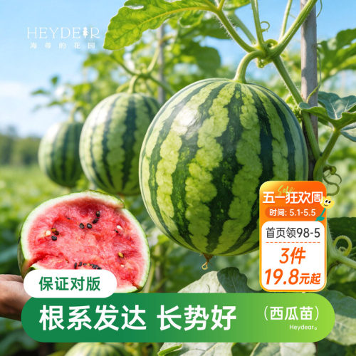 海蒂的花园西瓜苗麒麟8424美都南方阳台盆栽老品种无籽秧苗海妈家