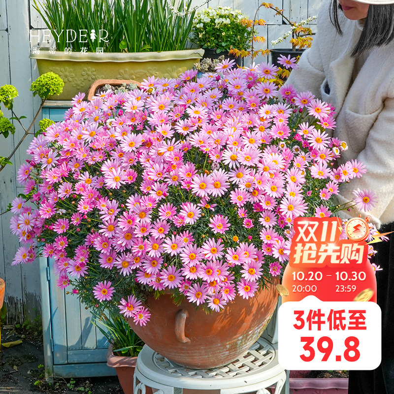 多年生玛格丽特盆栽草花