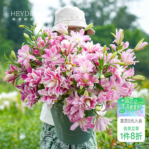 香水重瓣百合好养易开花