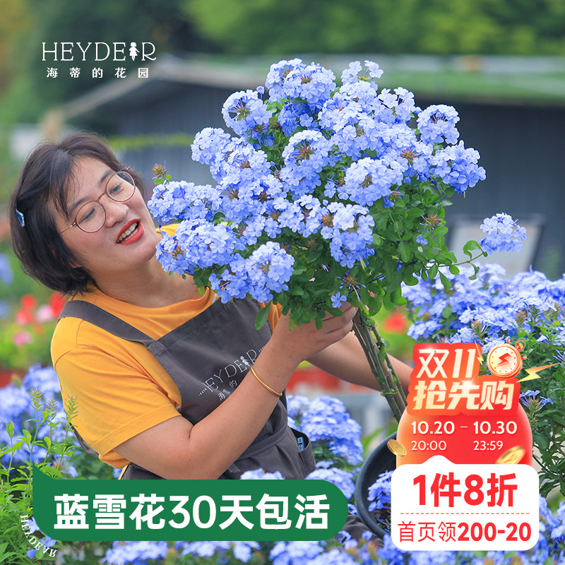 海蒂的花园蓝雪花盆栽耐热阳台可爬藤四季好养易活花卉植物室内花