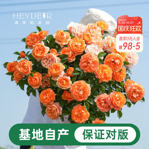 海蒂的花园月季花苗盆栽小苗爬藤玫瑰果汁阳台多季开花地栽花苗