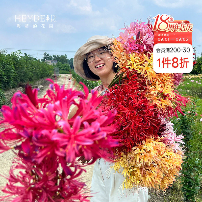 海蒂的花园彼岸花石蒜种球图片