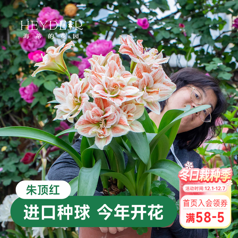 海蒂的花园朱顶红火焰黛丝种球