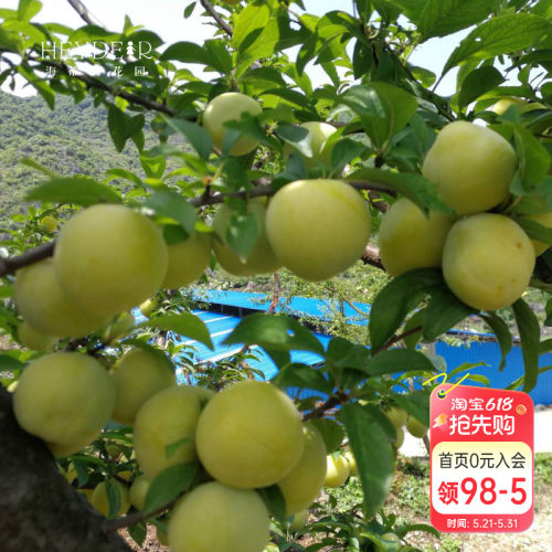 海蒂的花园 蜂糖李树苗李子树果苗水果树苗庭院室外栽种盆栽苗