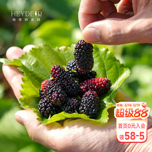 海蒂的花园桑葚树苗长果桑白玉王水果小苗南北方种植盆栽果树果苗