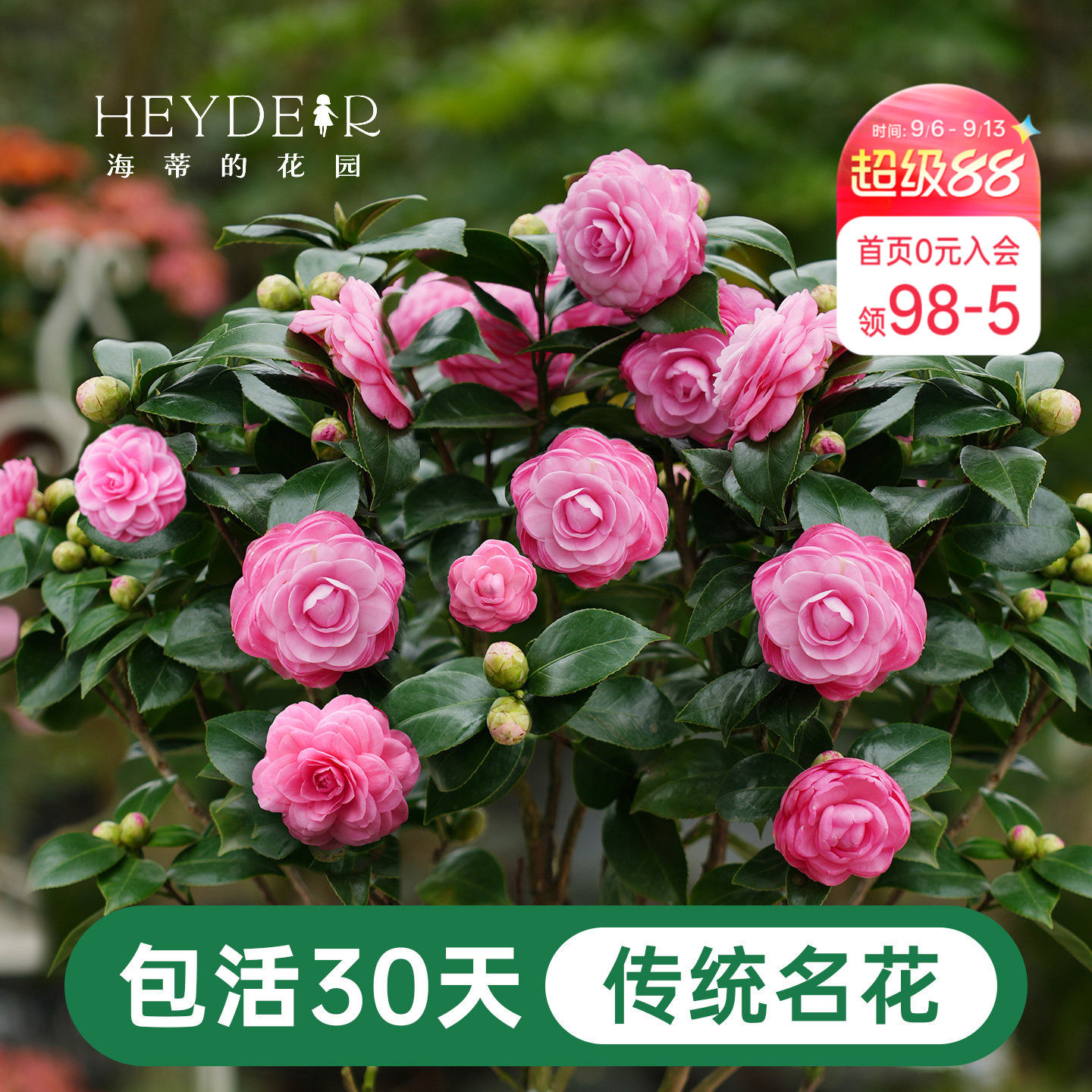 海蒂的花园茶花盆栽好养花卉庭院图片