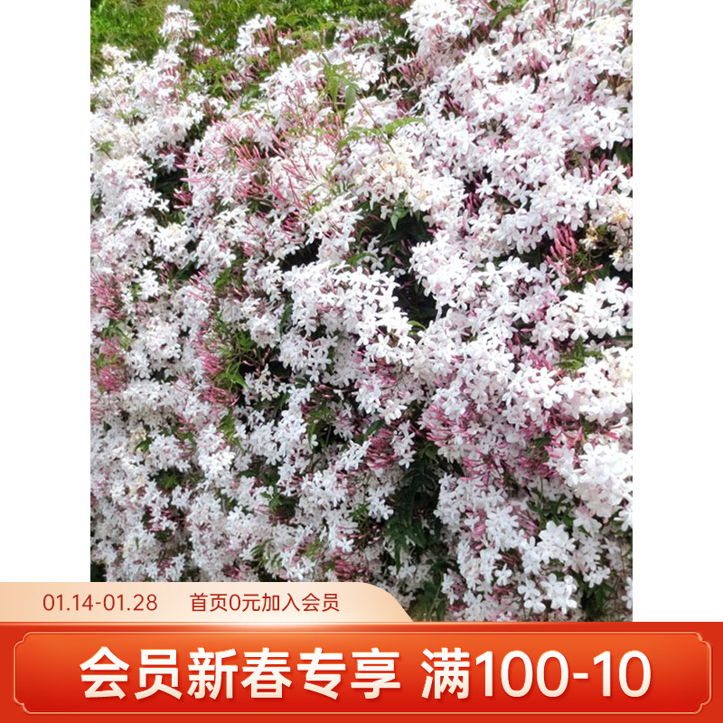 海蒂的花园 多花素馨多年生花卉阳台庭院藤蔓植物耐阴常绿盆栽苗 - 封面