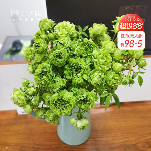 海蒂的花园结绿珍月季盆栽