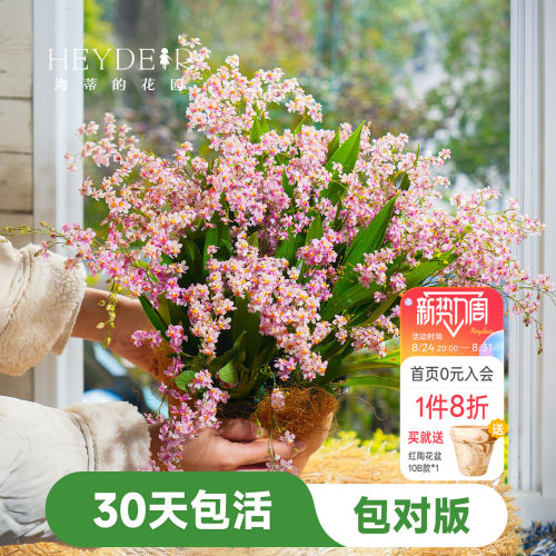 海蒂的花园文心兰盆栽