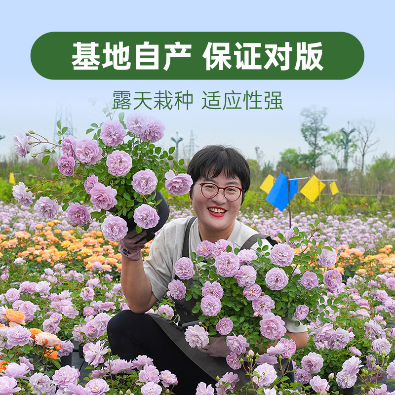 海蒂的花园月季花苗盆栽小苗爬藤玫瑰果汁阳台地栽花苗