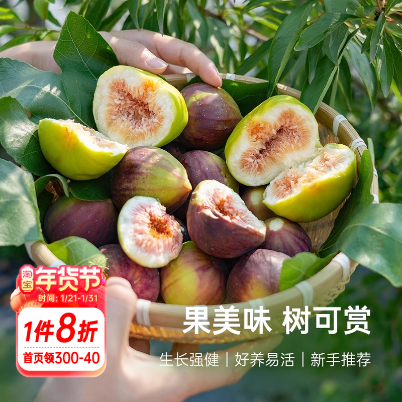 海蒂的花园无花果树果苗盆栽庭院家庭地栽水果树苗好种易养,鲜花速递/花卉仿真/绿植园艺,果树,淘宝优惠券,粉丝福利购,淘宝优惠卷