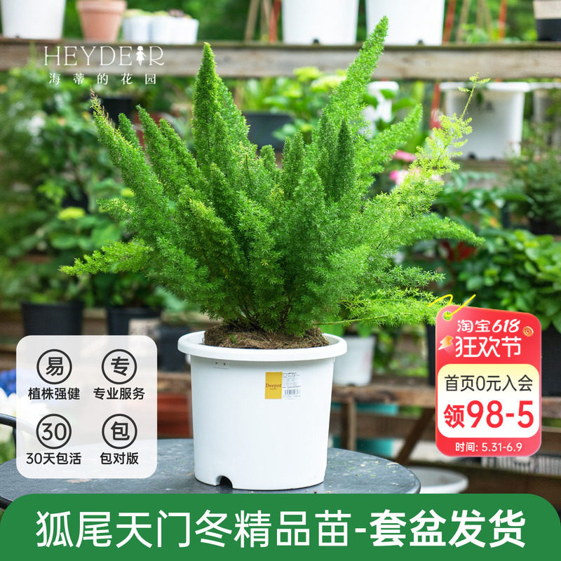 海蒂的花园狐尾天门冬盆栽大苗多年生常绿耐阴植物庭院地栽植物